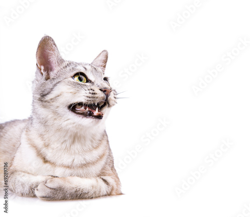 gray striped tabby cat © dimakp