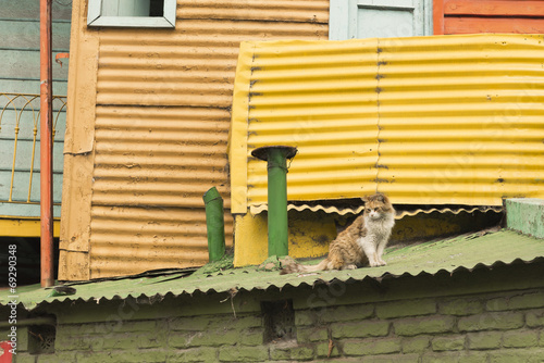 Fototapeta Naklejka Na Ścianę i Meble -  Cat on the Roof in La Boca