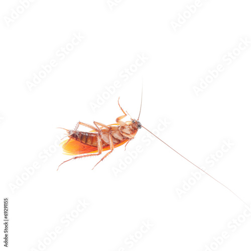 Cockroach isolated on a white background © yotrakbutda