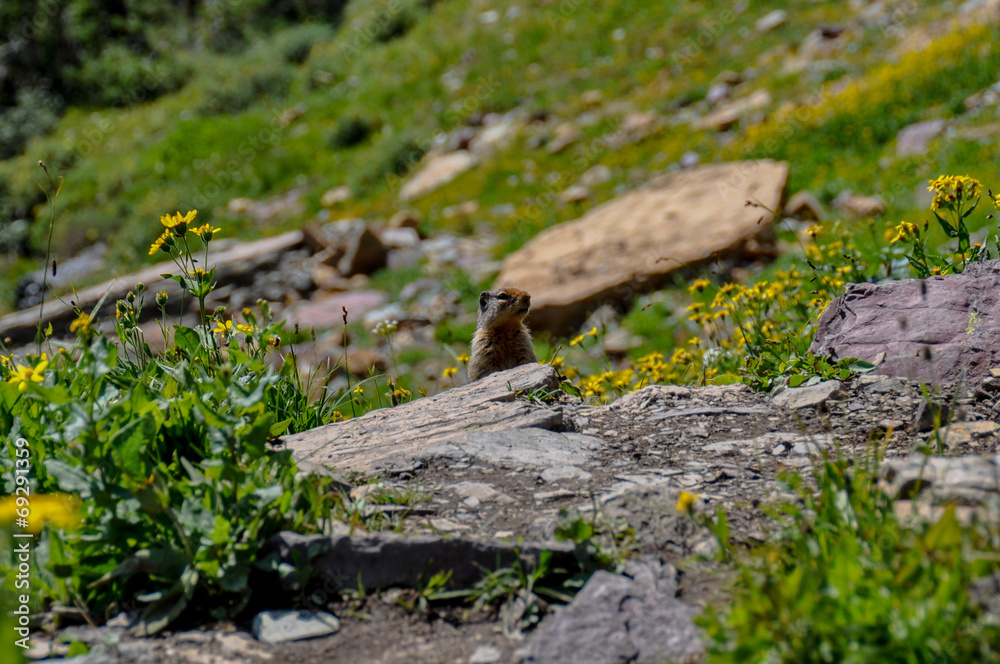 Hiding in Hidden Lake Trail, Glacier National Park, Montana, USA Hiding in Hidden Lake Trail, Glacier National Park, Montana, USA