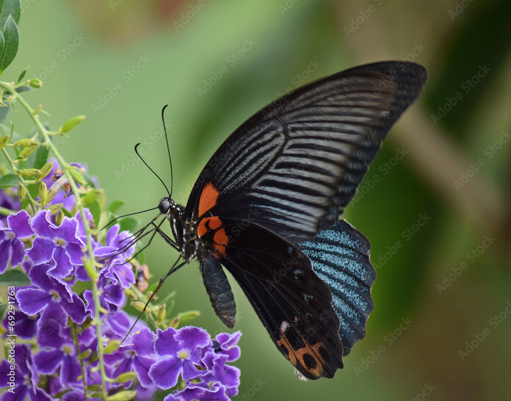 Fototapeta premium butterfly on a flower