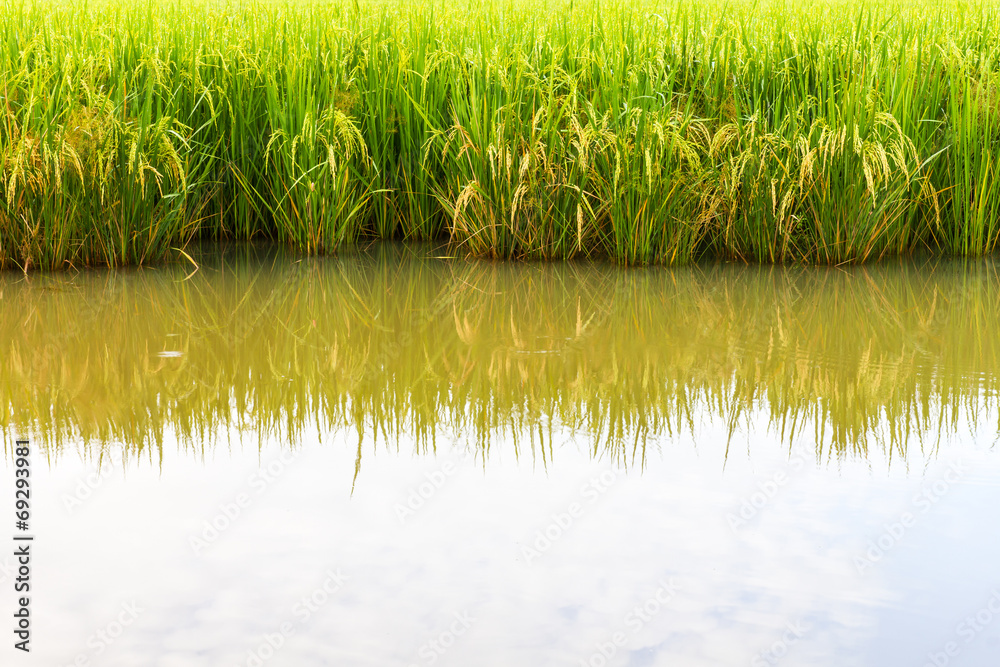 Obraz premium Low angle reflection water in rice farming in Thailand.