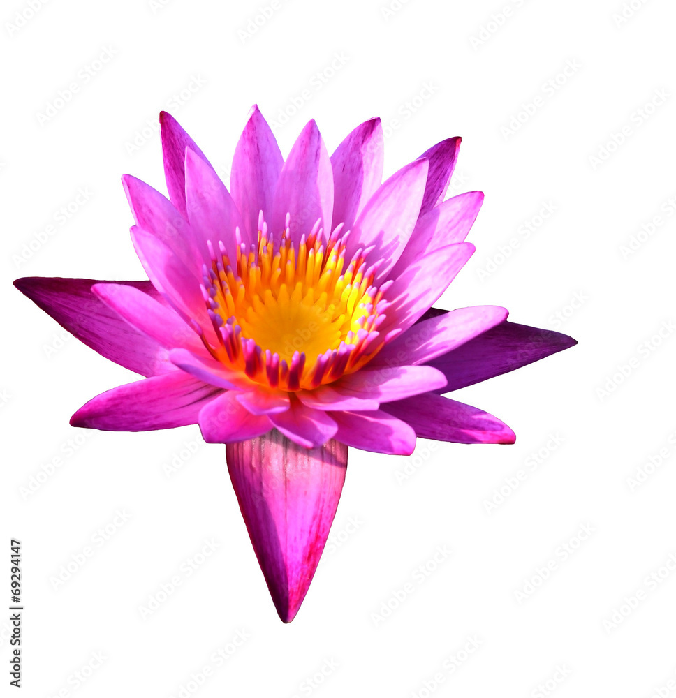 Lotus isolate on white background