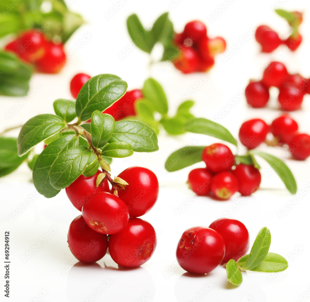 Forest berry cowberry Forest berry cowberry