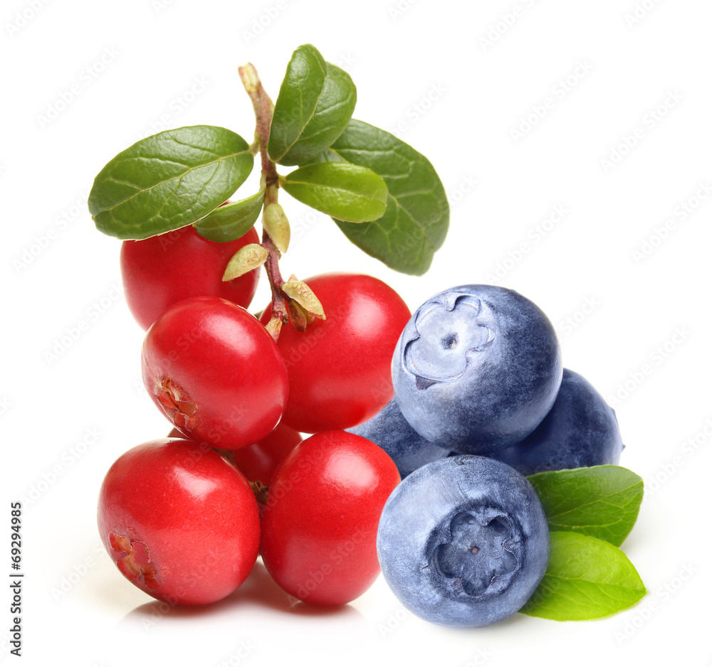 Forest berry cowberry Forest berry cowberry