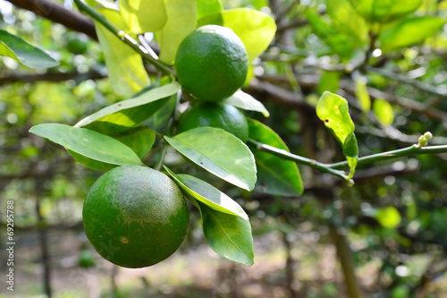 fresh green lemon on tree