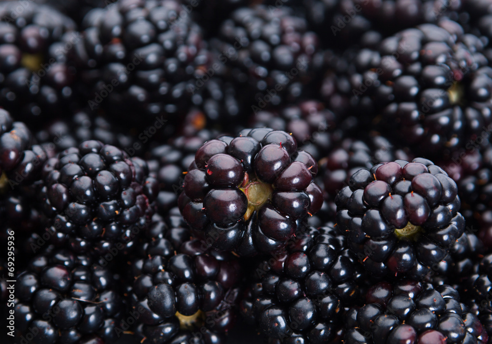 blackberry closeup background blackberry closeup background