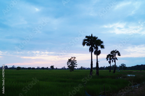 rice field in Thailand