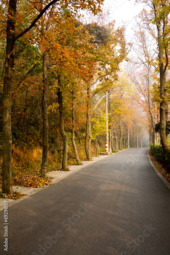 Autumn, the trees surrounded by road