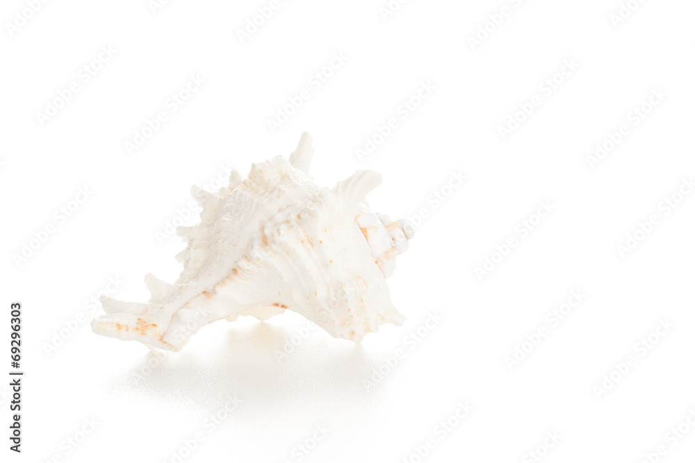 white seashell white seashell