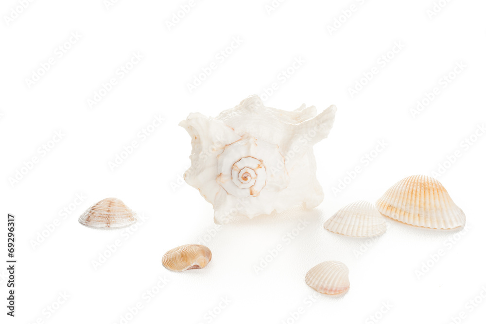 Obraz premium white seashell and clams