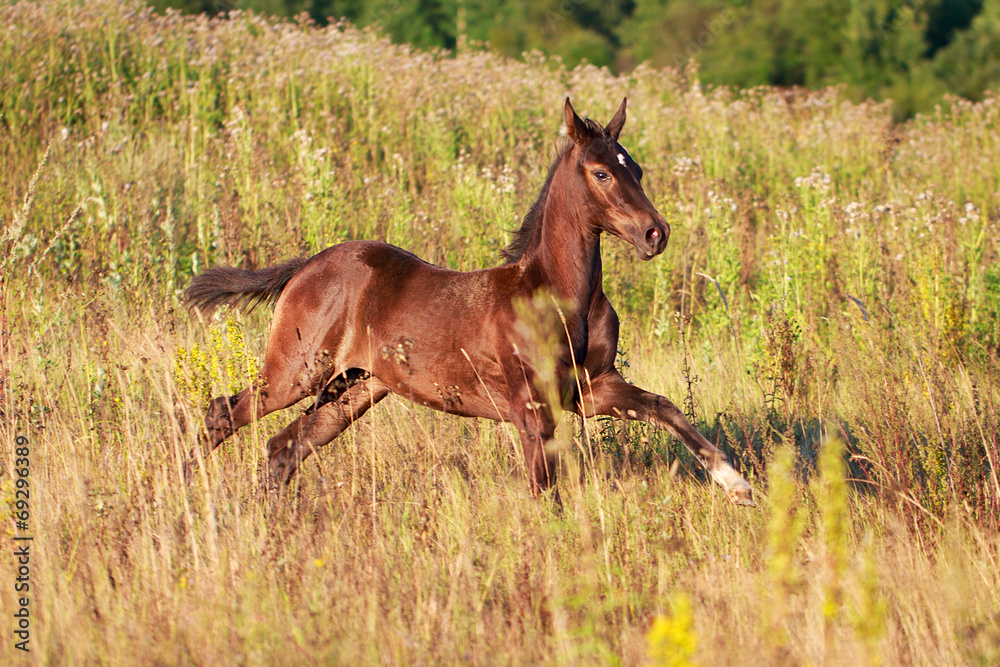Fototapeta premium Akhal-Teke horse