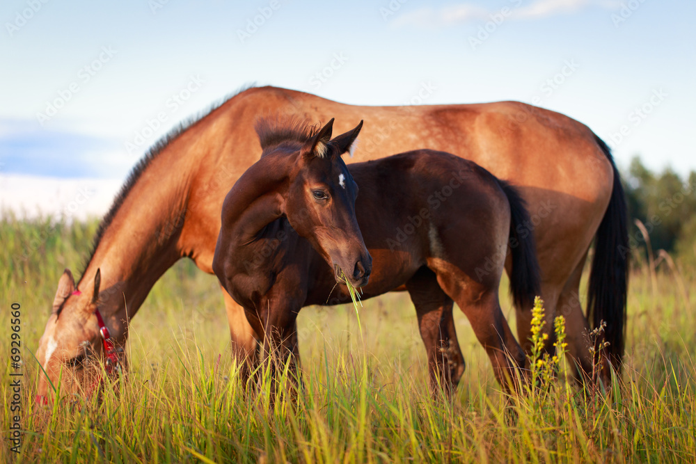 Obraz premium Akhal-Teke horse