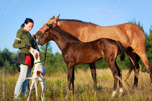 Bild auf Leinwand Akhal-Teke horse