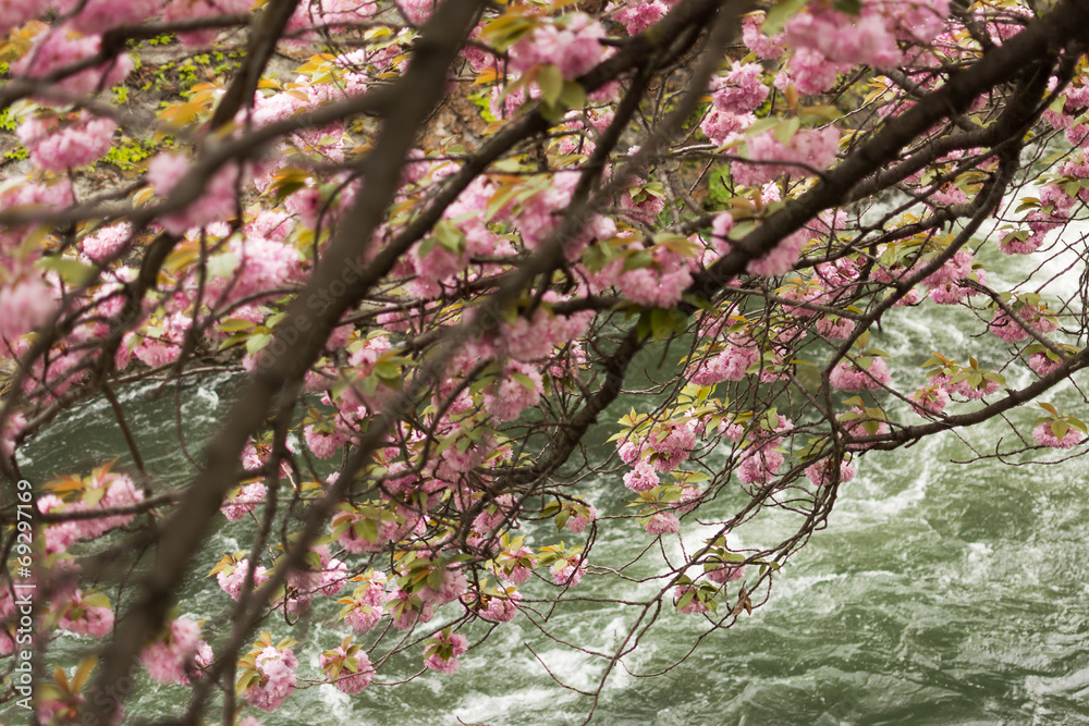 Sakura and the rapids.