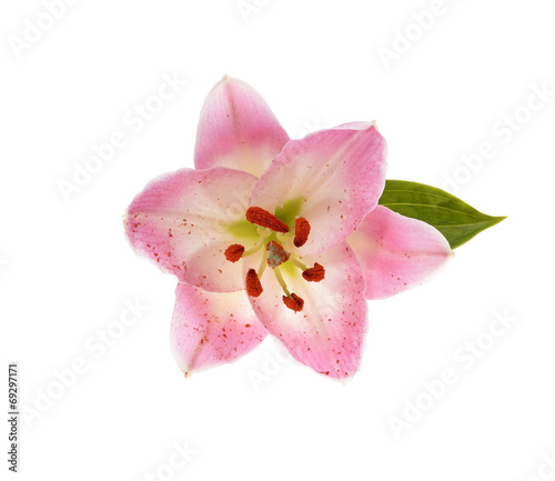 Pink lily. Isolated on white background © iluzia