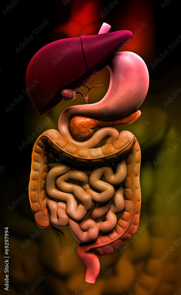 Fototapeta premium human digestive system