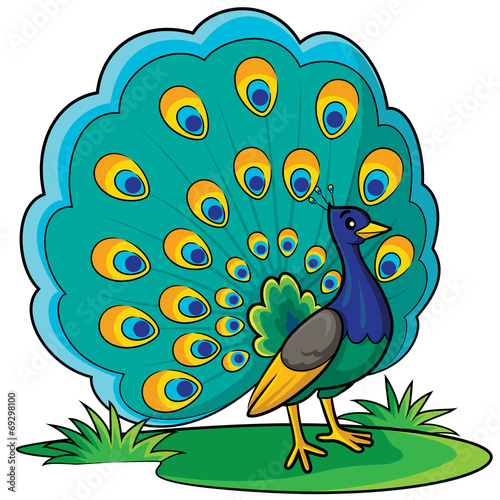 Peacock Cartoon