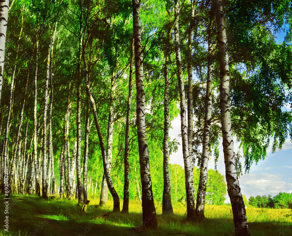 Obraz premium forest birch