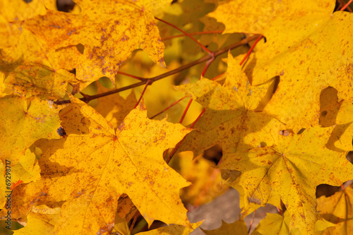 Autumn yellow leaves on tree