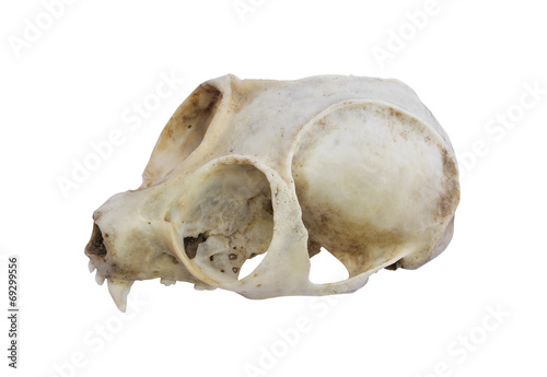 Loris Skull