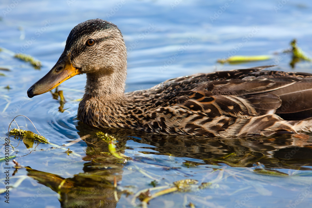 wild duck on the water