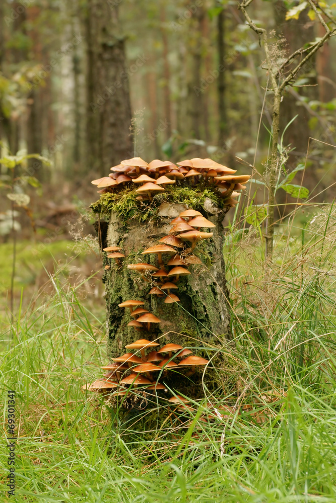 Tree trunk covered with mushrooms