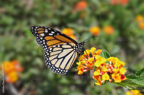 A sharp photo of a Monarch Buttefly. © angeldibilio