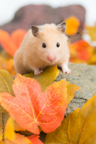 落ち葉とゴールデンハムスター © stockfoto