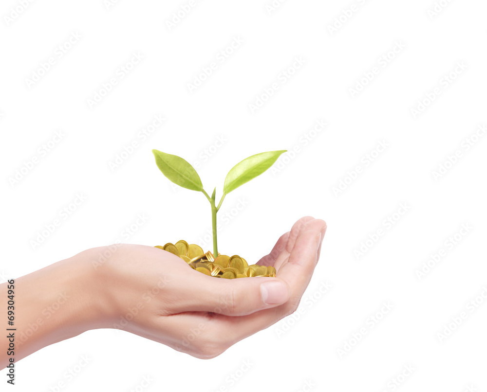 Hand holding tree growing on golden coins Hand holding tree growing on golden coins