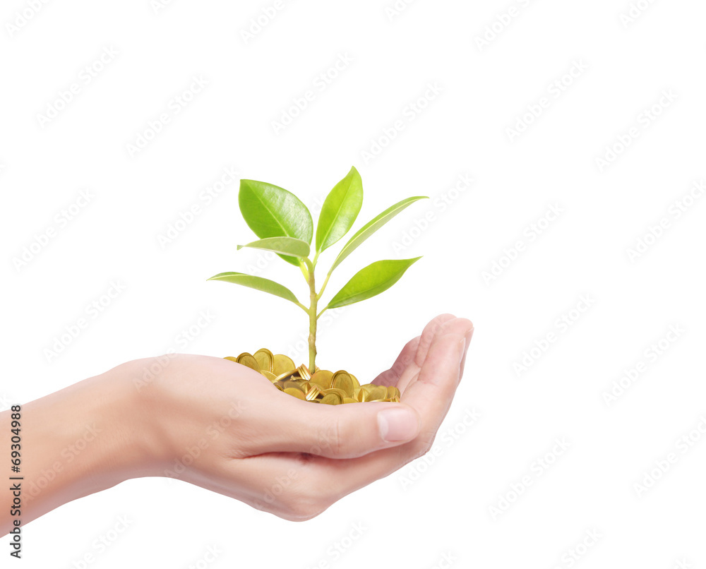 Hand holding tree growing on golden coins Hand holding tree growing on golden coins