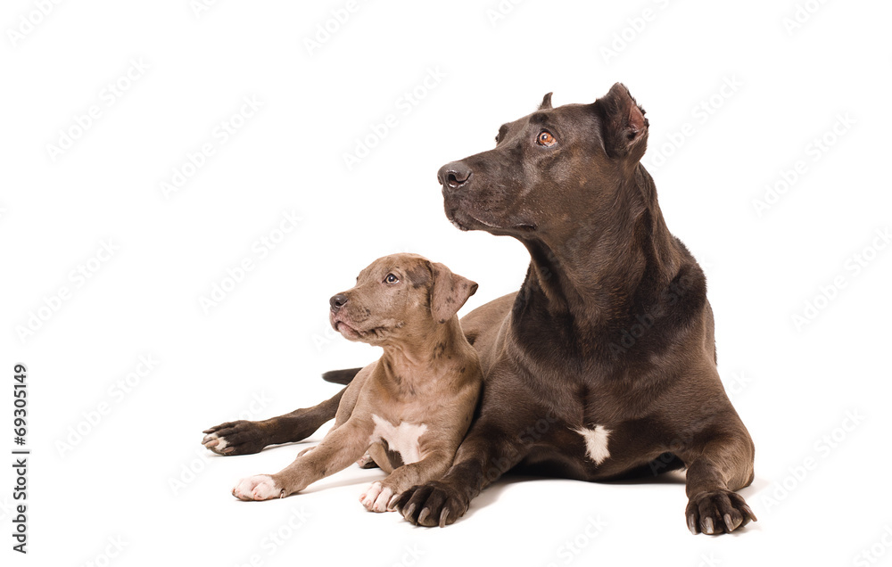 Dog and puppy pitbulls