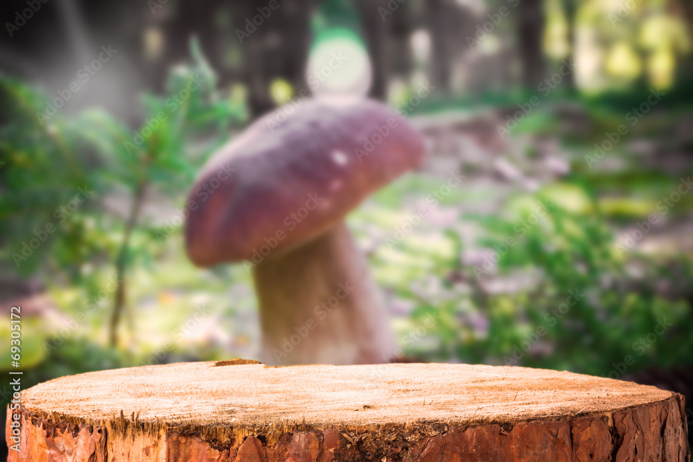 Background forest mushroom tree stumps Background forest mushroom tree stumps
