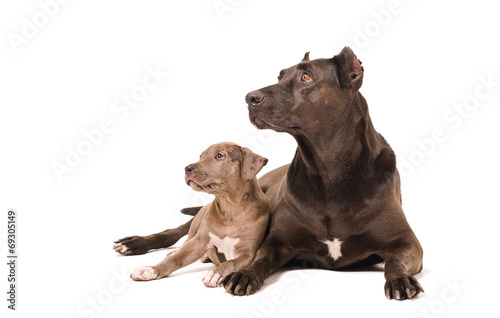 Dog and puppy pitbulls © sonsedskaya