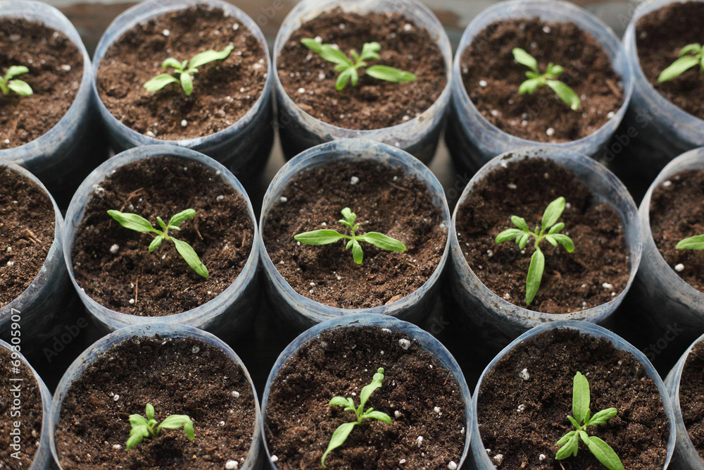 Sprouts Sprouts