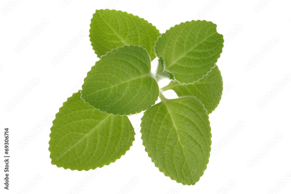 fresh mint leaves fresh mint leaves