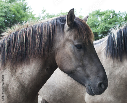 Tarpan horses