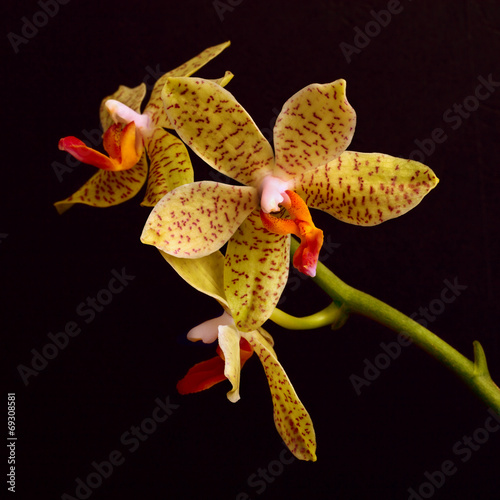 yellow orchid flowers on black background