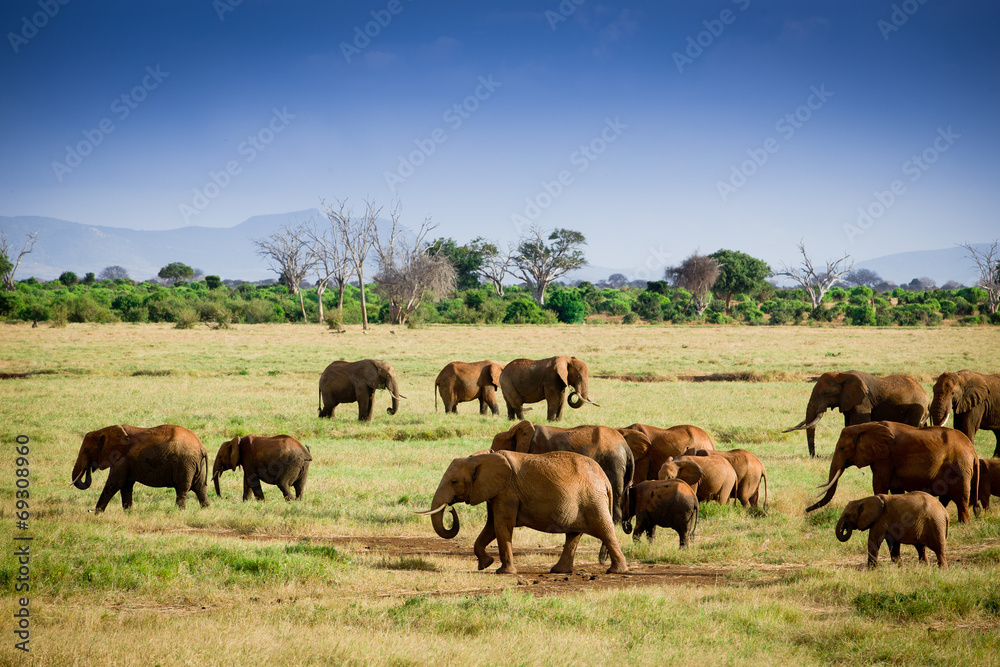 African elephants