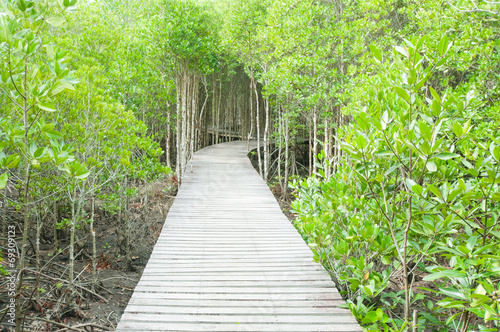 Wood path way among the Mangrove forest  Thailand