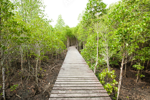 Wood path way among the Mangrove forest, Thailand