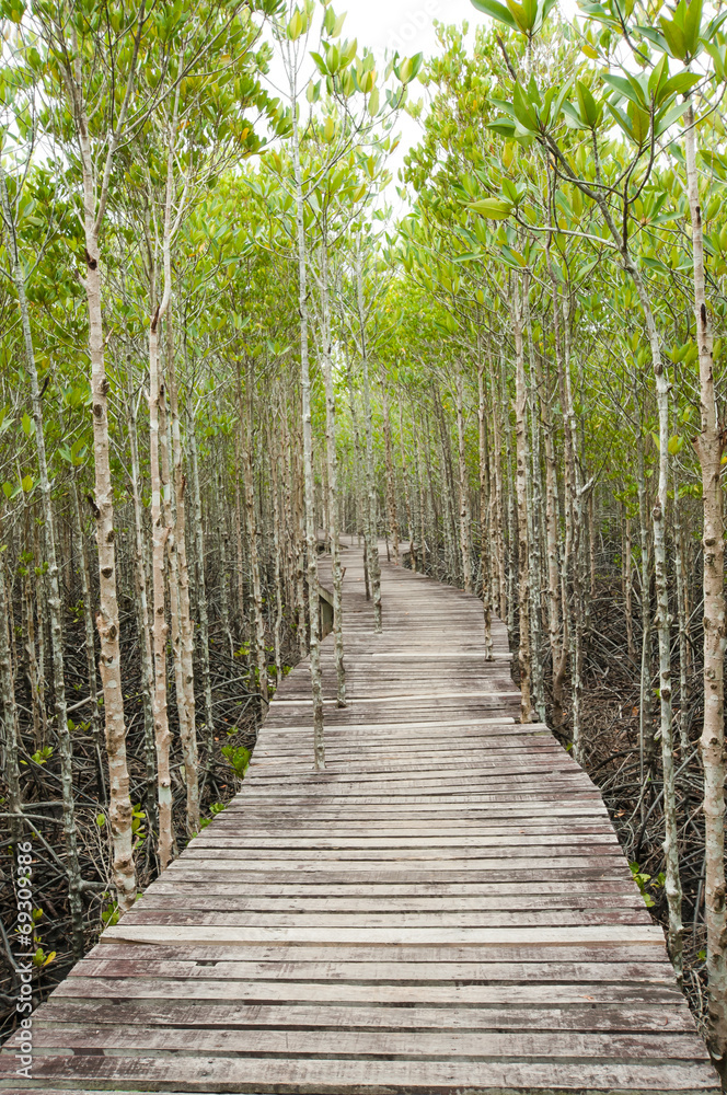 Wood path way among the Mangrove forest, Thailand