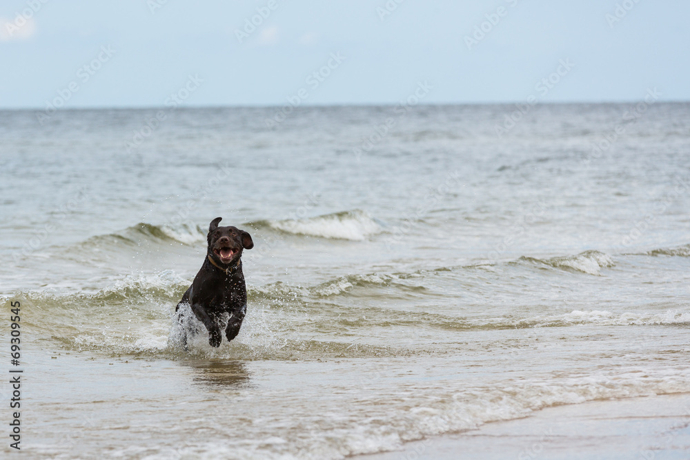 Labrador Retriever Hund läuft aus dem Meer ans Ufer Labrador Retriever Hund läuft aus dem Meer ans Ufer