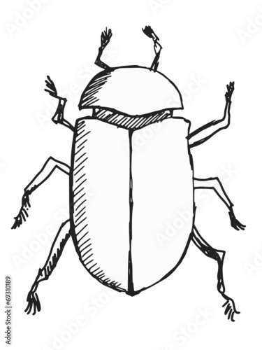 scarab beetle