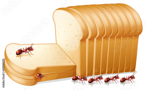 Bread and ants