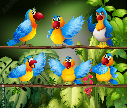 Parrots