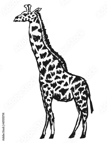 Fototapeta Naklejka Na Ścianę i Meble -  giraffe