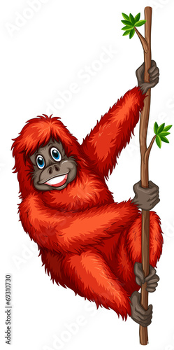 Orangutan