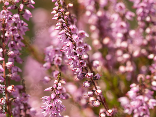 Blühende Heide -Erika- caluna vulgaris photo