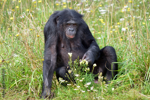 Bonobo (mâle)